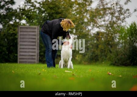 Pastore Svizzero bianco cane Foto Stock