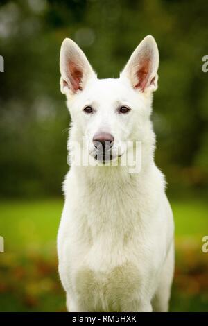 Pastore Svizzero bianco Ritratto di cane Foto Stock