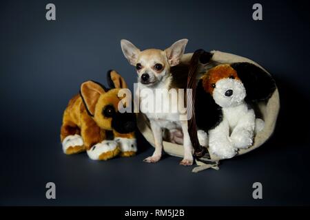 Udienza Chihuahua Foto Stock