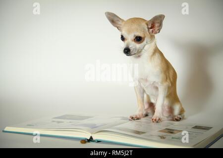 Udienza Chihuahua Foto Stock