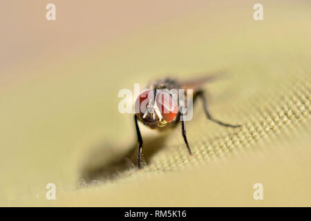 Una casa fly macro shot seduto su un panno Foto Stock