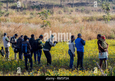 I fotografi in campo di girasole, Andhra Pradesh in India, Asia Foto Stock