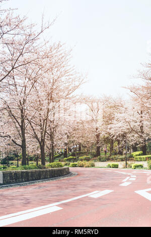 La molla sakura Cherry Blossoms presso il Tokyo Midtown Foto Stock