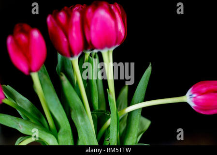 I tulipani Foto Stock