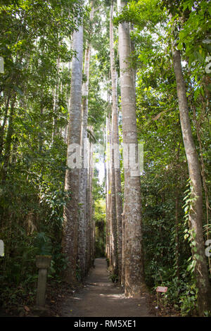 Queenland alberi kauri al Parco Paronella, Australia Foto Stock
