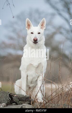 Udienza Pastore Svizzero bianco cane Foto Stock