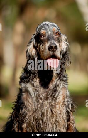 Setter inglese ritratto Foto Stock