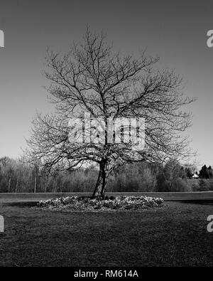 Una grande quercia sta da solo in un parco a Manchester, Regno Unito Foto Stock