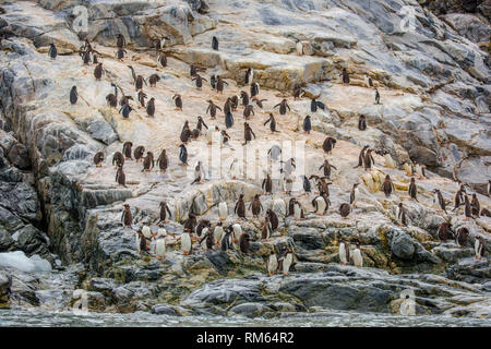 I pinguini di Gentoo (Pygoscelis papua). I pinguini Gentoo crescere a lunghezze di 70 centimetri e vive in grandi colonie sulle isole antartiche. Si nutrono di pl Foto Stock