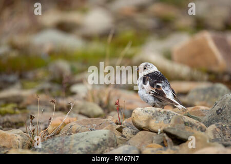 Snow bunting (Plectrophenax nivalis), isola Spitzbergen, arcipelago delle Svalbard, Arctic Norvegia in luglio Foto Stock