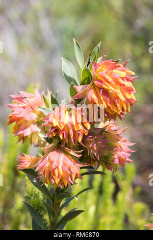 Mountain dalia, Liparia splendens subsp splendens, Kirstenbosch Botanical Garden, Cape Town, Western Cape, Sud Africa, Fabaceae. Arenaria Fynbos s Foto Stock