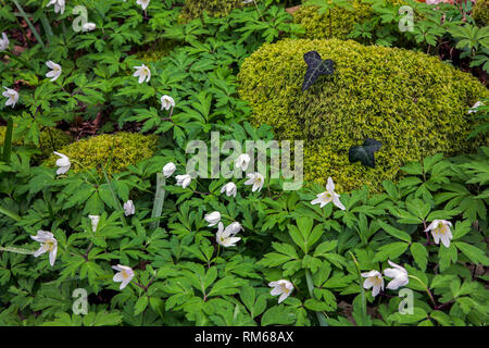 Moss massi coperta circondata da un tappeto di legno fiori Anemone. Foto Stock