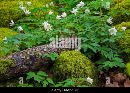 Albero caduto circondata da legno di anemoni. Foto Stock