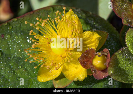 La rugiada coperto di fiori di iperico. Foto Stock