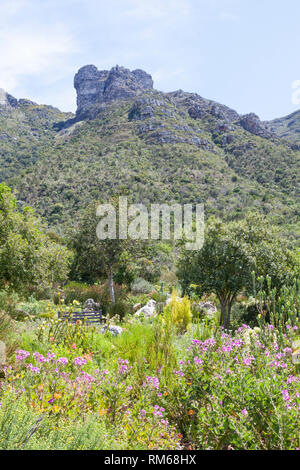 Vegetazione Fynbos sui pendii della Table Mountain, Kirstenbosch Botanical Garden, Cape Town, Western Cape, Sud Africa. Foto Stock