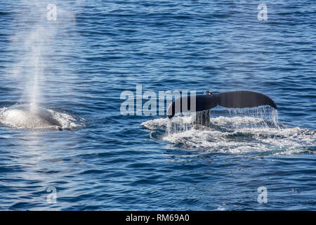 Antartico minke whale (Balaenoptera bonaerensis). Questa balena è trovato nell'emisfero australe, trascorrere l'inverno in acque tropicali e migrazione Foto Stock