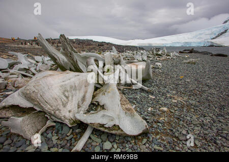 Scheletri di balene macellati durante il secolo scorso. Fotografato in Antartide Foto Stock