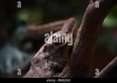 Pronto a mordere Boomslang Tree Snake (dispholidus typus) Foto Stock