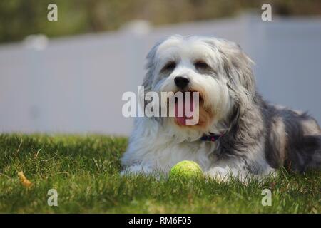 Un old English sheepdog posa in erba prendendo una pausa dopo la riproduzione di fetch Foto Stock