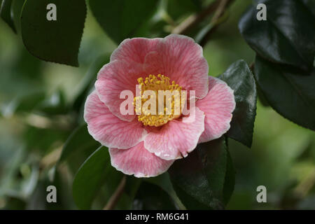 Camellia japonica 'Adelina Patti' a Clyne giardini, Swansea, Wales, Regno Unito. Foto Stock