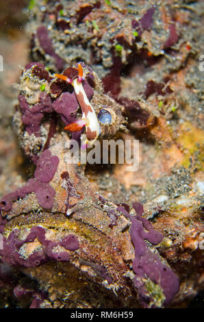 Il ciambellano del Nudibranch Nembrotha, Nembrotha chamberlaini, strisciando sul orride pesci pietra, Synanceia horrida, TK1 sito di immersione, Lembeh Straits, Sulawesi, Foto Stock