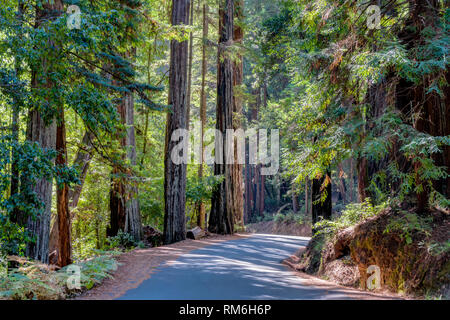 Il Redwood torreggianti alberi di sequoia a Big Basin Redwoods State Park. Foto Stock