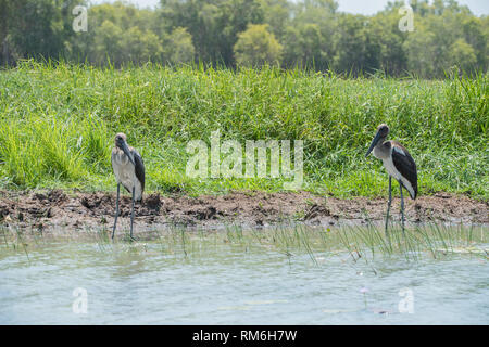 Due giovani black-collo, cicogne Jabiru Aeroporto, wading dalla nativa wetland erbe al Corroboree Billabong nel Territorio Settentrionale dell'Australia Foto Stock