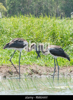 Due giovani black-collo cicogne, con becchi toccando, wading dalla zona umida di graminacee a Corroboree Billabong nel Territorio Settentrionale dell'Australia Foto Stock