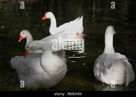 Le anatre e le oche a Agios Nikolaos Park Naousa Grecia Foto Stock