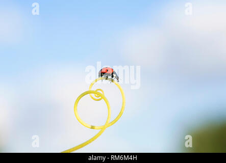 Little Red Ladybug strisciando sul verde erba curvato in una spirale su un estate prato soleggiato su un cielo blu sullo sfondo Foto Stock