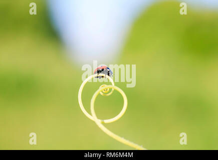 Red Ladybug strisciando sul verde erba curvato in una spirale su un estate prato soleggiato Foto Stock