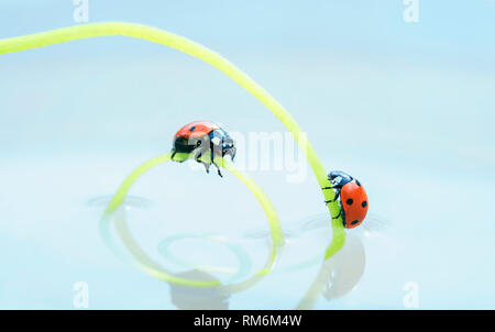 Due red ladybugs strisciando verso l'altra su un verde a spirale a base di erbe in acqua a specchio Foto Stock