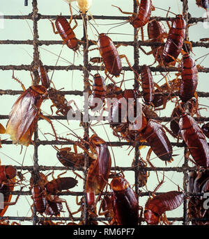 American scarafaggio (Periplaneta americana) un igiene in cucina di pest sulla maglia di filo Foto Stock