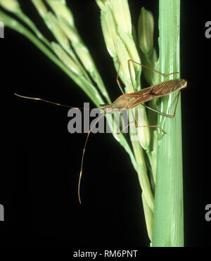 Orecchio di riso bug o riso bug, Leptocorisa sp., un infestante delle colture di riso, Luzon, Filippine Foto Stock