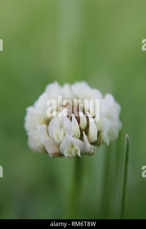 Wild caprifoglio bianco in fiore Foto Stock