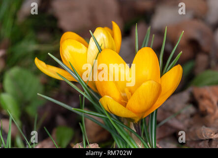 Due open giallo crocus fiori sul bokeh giardiniere background in primavera Foto Stock