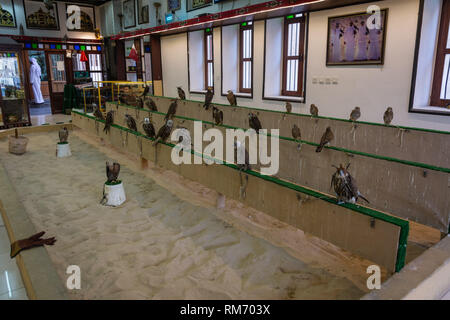 Doha, Qatar - 3 novembre 2016. Vista interna di un falco shop a Falcon Souq a Doha, in Qatar. Foto Stock