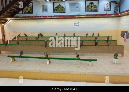 Doha, Qatar - 3 novembre 2016. Vista interna di un falco shop a Falcon Souq a Doha, in Qatar. Foto Stock