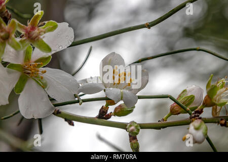 Mandorlo fiori ramoscello con gocce di rugiada vicino sul fondo sfocato Foto Stock