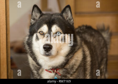 Cani Husky con un occhio azzurro in piedi che guarda in direzione della telecamera in condizioni di luce diurna Foto Stock