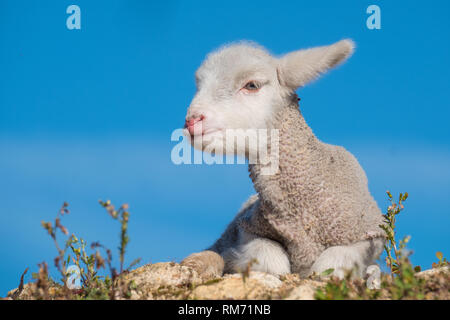 Bella e agnello innocente in appoggio al sole dopo accanto al pascolo per il gregge Foto Stock