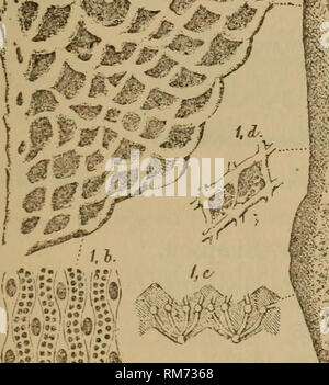 . Relazione annuale del Regents. Museo Statale di New York; la scienza. Fig. 56. Una sezione trasversale di una porzione del frond, xl8. Fig. 57. Una impronta nella roccia fatta dai vertici della carinae e bilancia. Skmioobcinium, Prout. (Trans. Acad. Sci. San Luigi. 1858.) Tipo, Semicoscinium rhomboideum^ Prout. Questo genere è probabilmente un sinonimo per Unitrypa, ma come esemplari originali non possono essere riferiti e diverse opinioni sono intrattenuti da autori il nome Unitktpa deve stare. 58 I., lato sinistro /I"1i*,'"r' li' '^'- ]•:. Si prega di notare che queste immagini vengono estratte dalla pagina sottoposta a scansione immagine Foto Stock