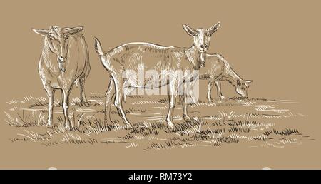 Vettore di disegno a mano illustrazione capre su pascolo in piedi nel profilo. Vettore monocromatica del disegno a mano illustrazione schizzo in bianco e nero i colori è Illustrazione Vettoriale