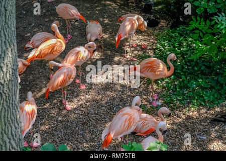 Colchester, Esssex, England, Regno Unito - 27 Luglio 2018: gruppo di fenicotteri rosa sulla terra in ombra. Prese su di un pomeriggio d'estate. Foto Stock