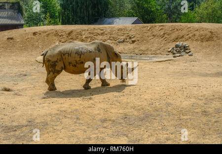 Colchester, Esssex, England, Regno Unito - 27 Luglio 2018: singolo rhinocerous pascolano in un polveroso composto secco. Vista laterale di animale. Foto Stock