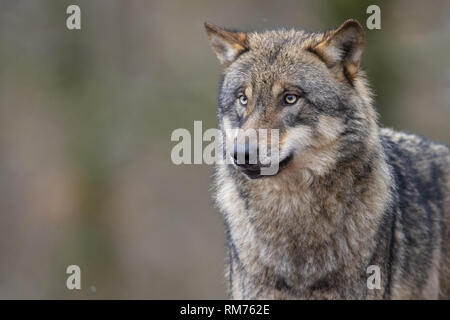 Lupo (Canis lupus) in inverno la foresta, Neuhaus, Bassa Sassonia, Germania Foto Stock