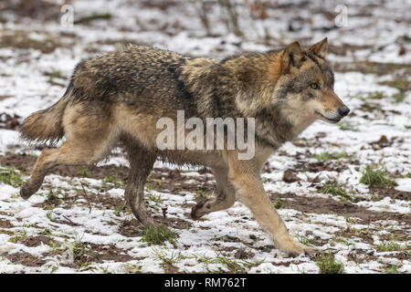 Lupo (Canis lupus) in inverno la foresta, Neuhaus, Bassa Sassonia, Germania Foto Stock