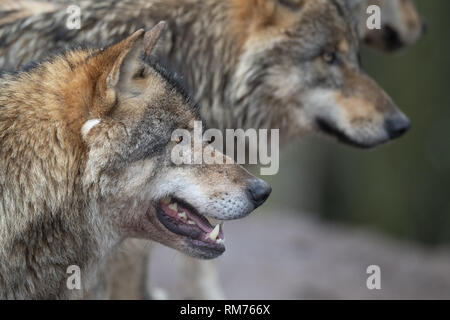 Un lupo vicino fino in un pacco di lupo (Canis lupus) in inverno la foresta, Neuhaus, Bassa Sassonia, Germania Foto Stock