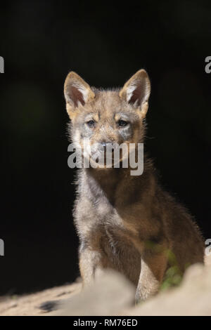 Cucciolo di lupo (Canis lupus) in estate, Neuhaus, Bassa Sassonia, Germania Foto Stock