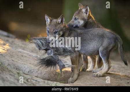 Due cucciolo di lupo (Canis lupus) giocando in estate, Neuhaus, Bassa Sassonia, Germania Foto Stock